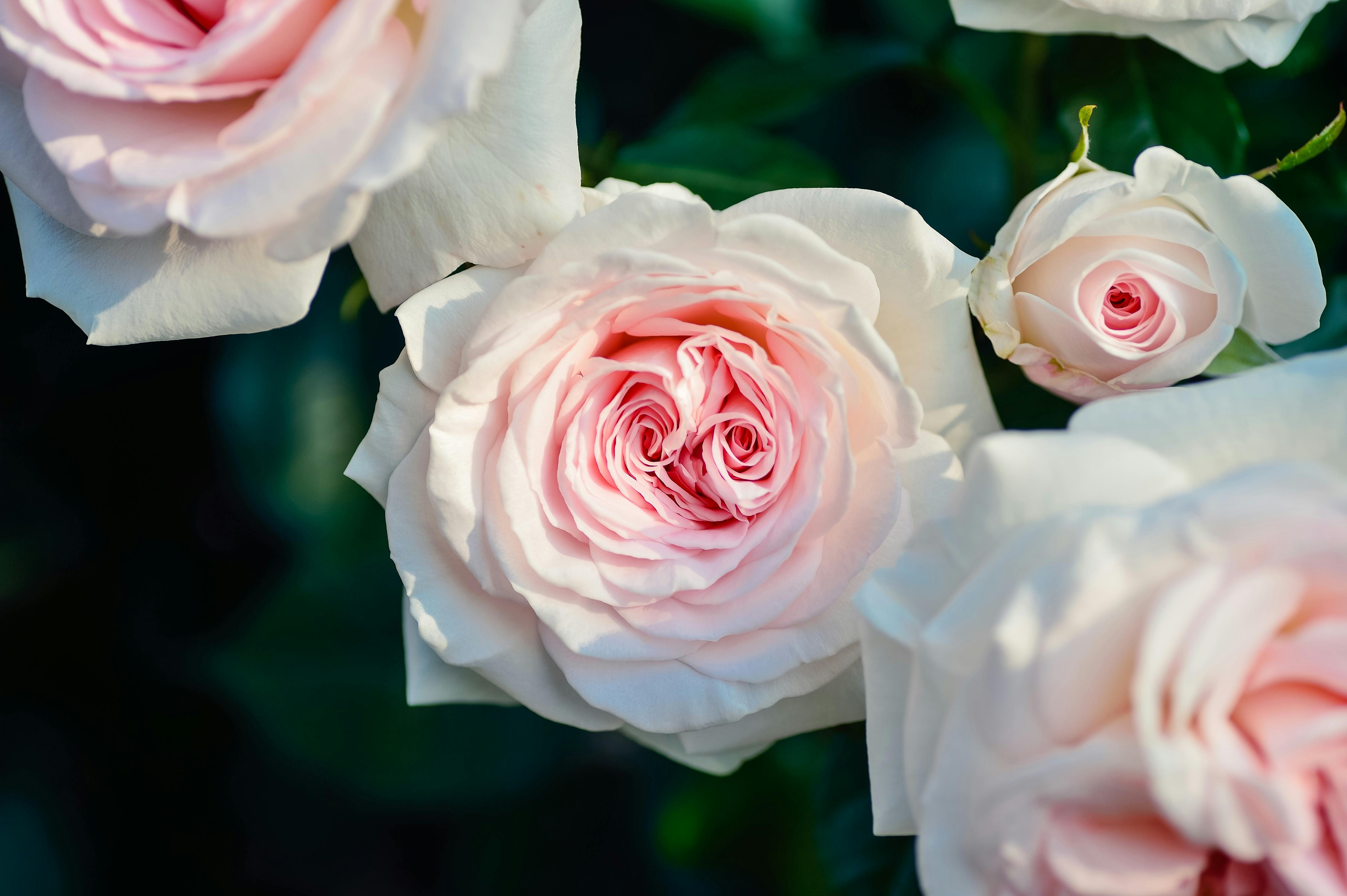 Flowers 1