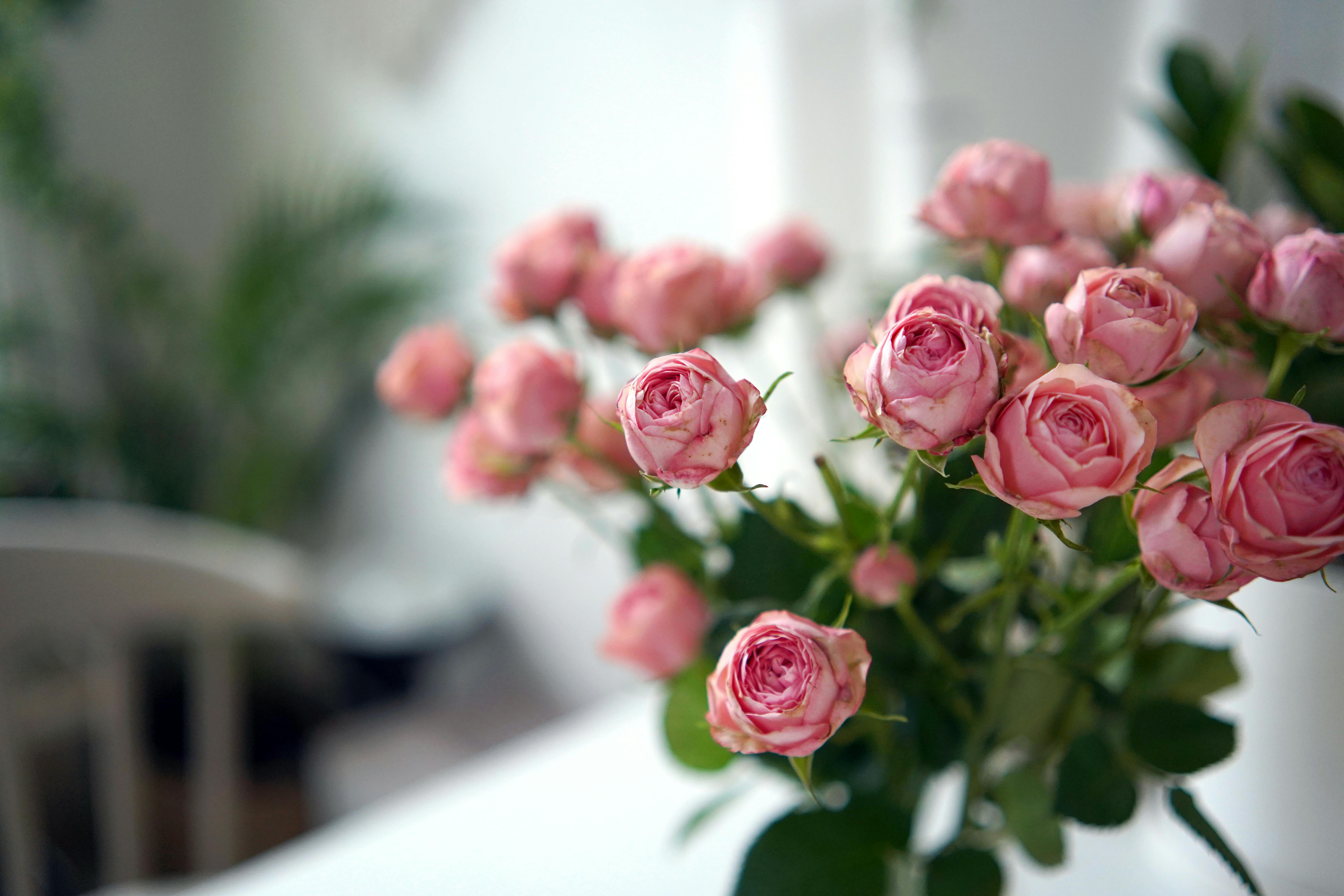 Flowers 2